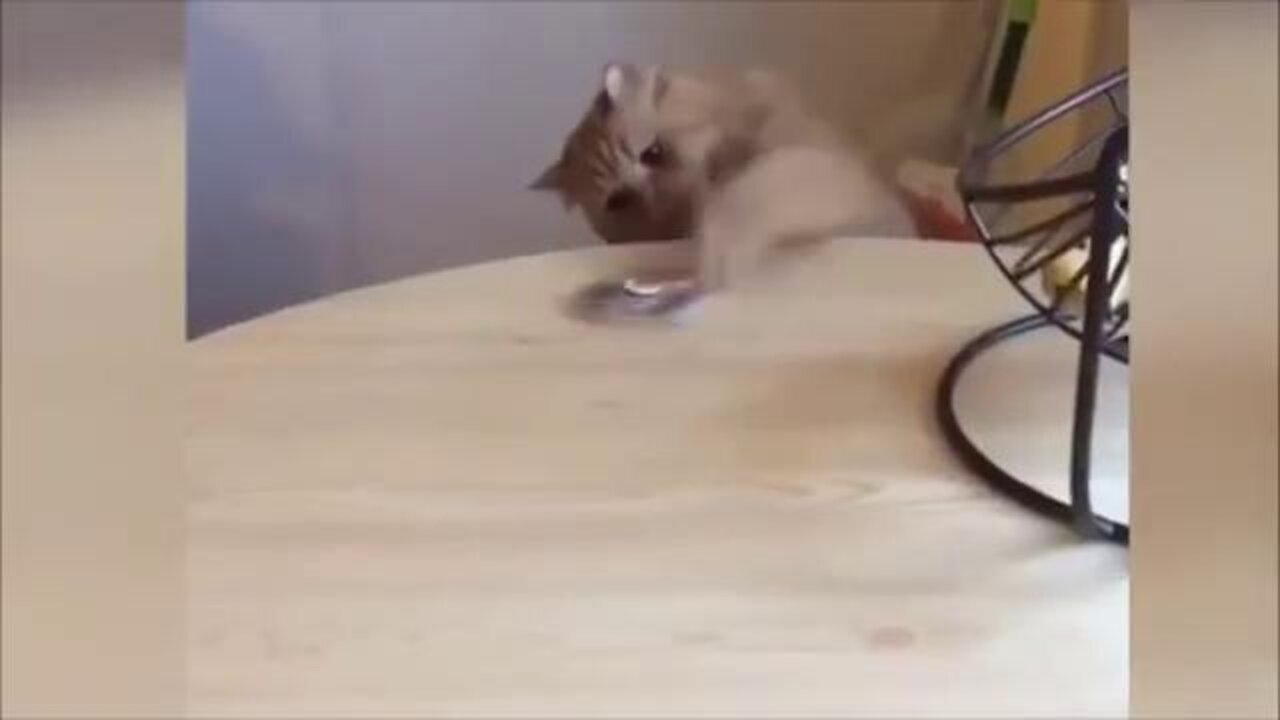 😺-Cute Cat Is Playing The Fidget Spinner!-😀