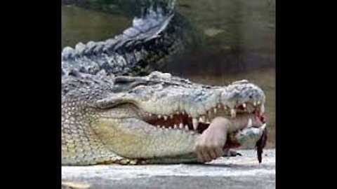 A Kangaroo was eaten by a Crocodile