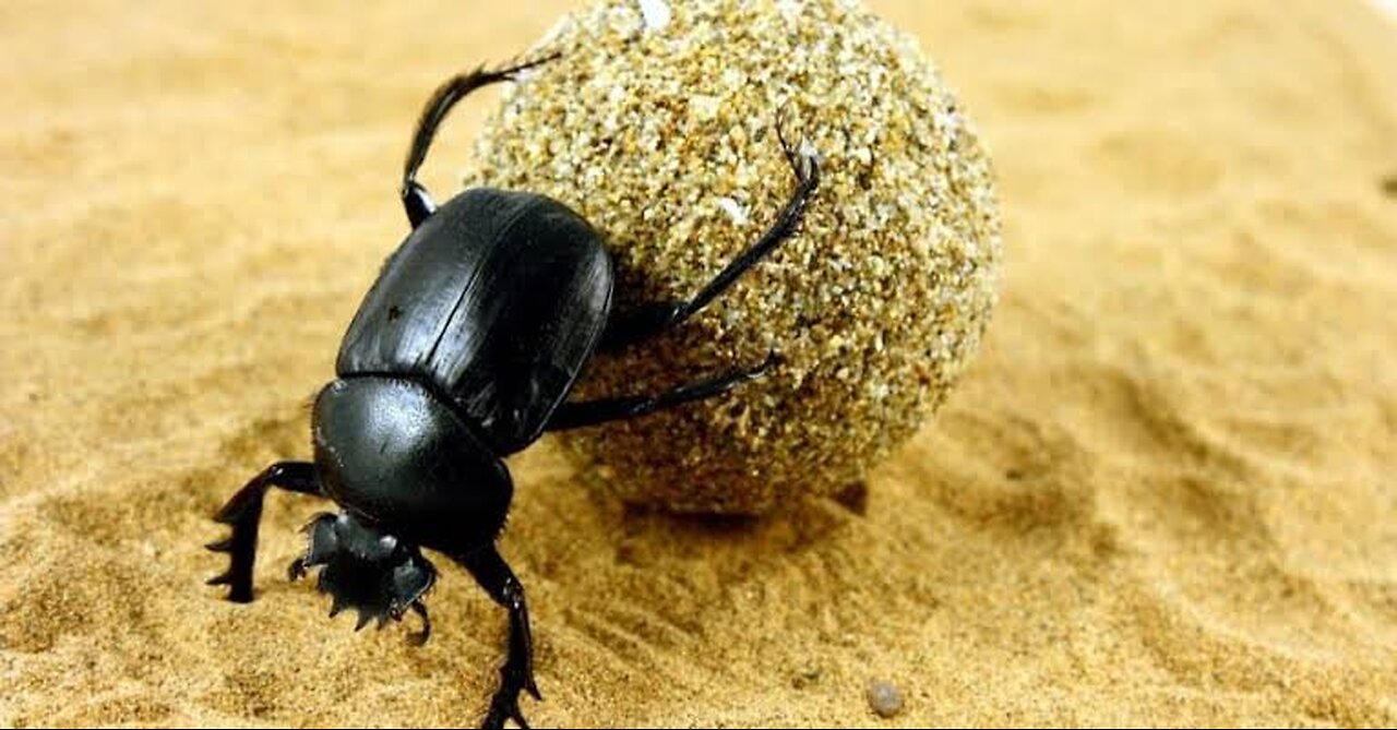 "The Incredible Strength of the Dung Beetle: Nature's Tiny Powerhouse"