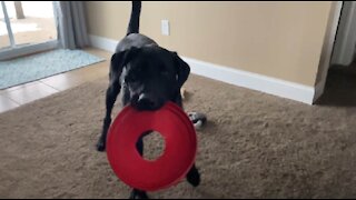 My Dog Rips Apart a KONG Frisbee