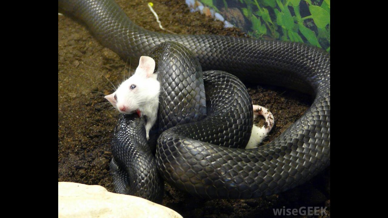 Unbelievable moment rat tries to 'eat a SNAKE' as it bites and drags the struggling reptile.