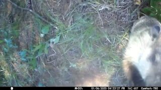 Baby Groundhog attacking the camera