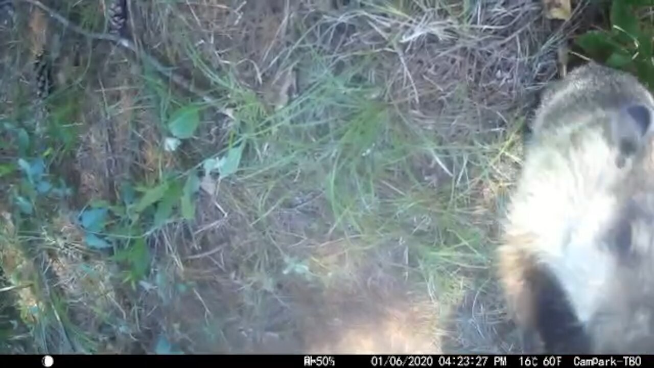 Baby Groundhog attacking the camera