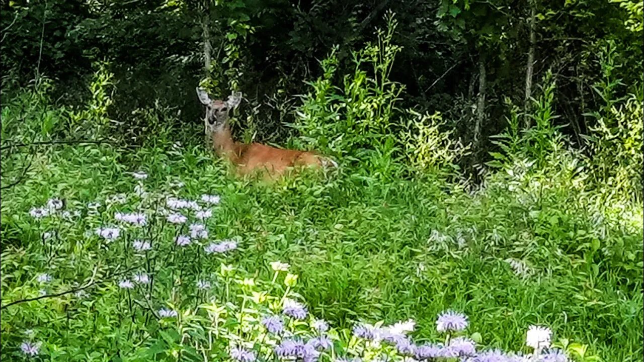 Nature Walk to Savor Summer