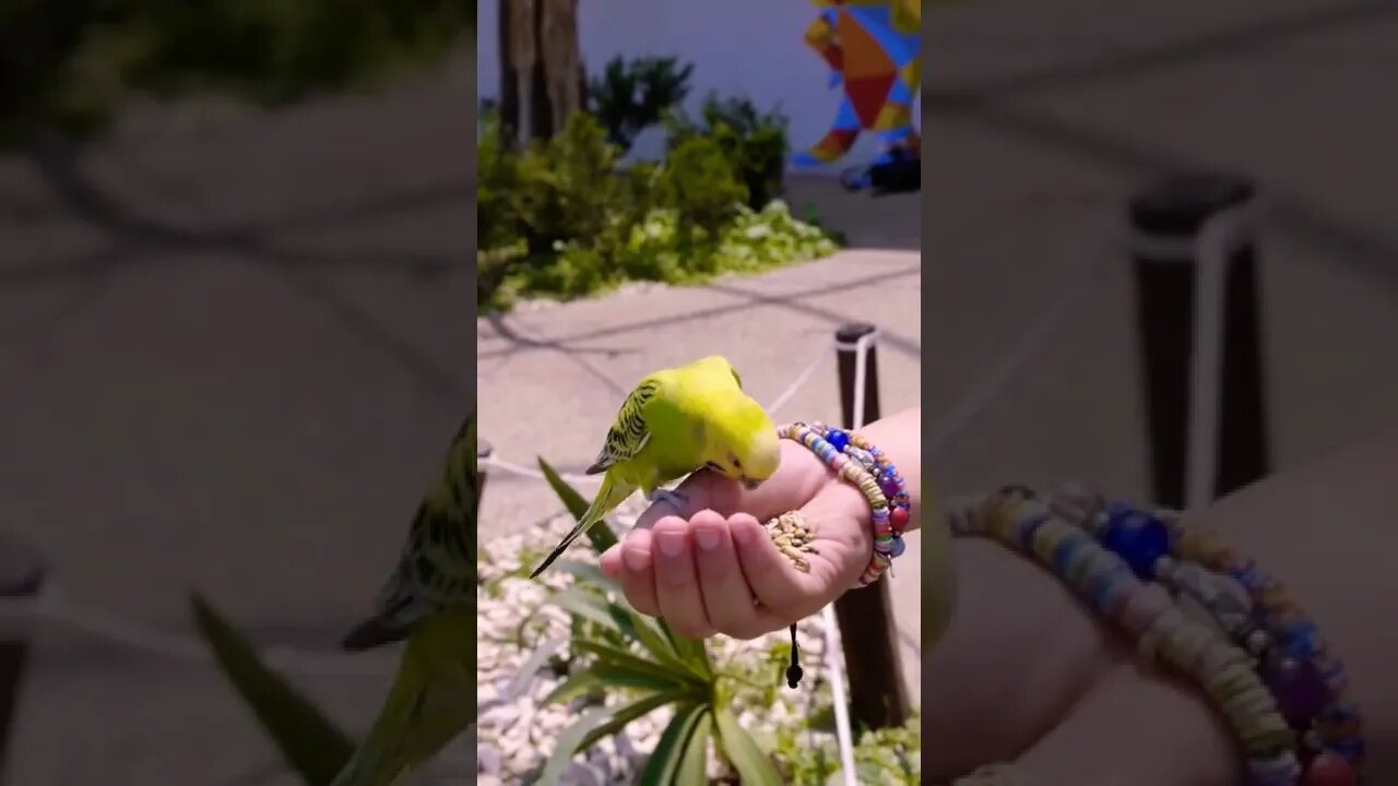 Best youtub cute Birds Eat food|| 🐦🦜Lovely moments #Shorts #shortsfeed #youtubeshorts