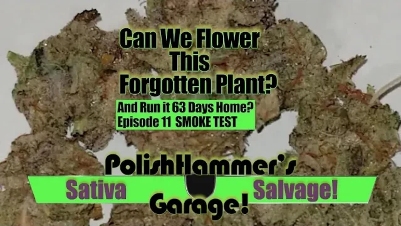 Sativa Salvage Ep 11 "Smoke Test!" 🏆🦅🏁🤘🏻✌🏻🔥💨🔨 #MAC1 #WEBBGRO #GEEKLIGHT #VIVOSUN #FLORAFLEX