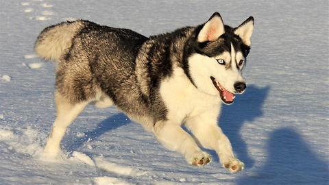 Cute Siberian Husky Self Entertaining in the Snow