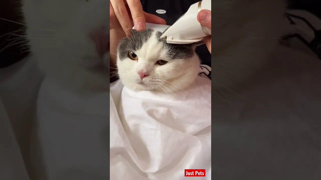 Like my hair cut? #cute #tiktok #funnyanimals #funnyvideos #viral #cat