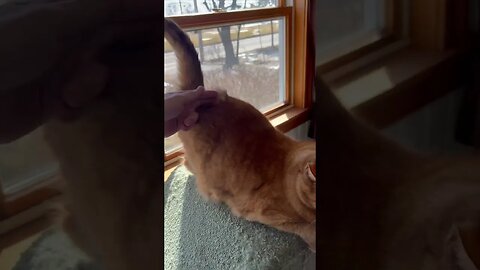 Anyone Else’s Cat Do This When Petted?