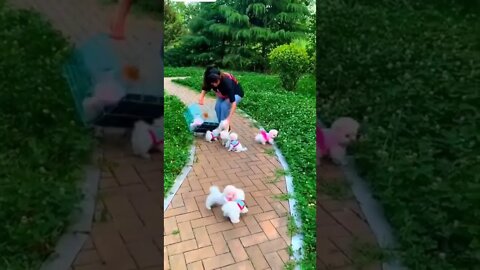 WHY.ARE.YOU.SO.CUTE??? #Puppy #Dogs #Shorts #Puppyvideo #Shortvideo #dog #doglover #cutedog #puppylo