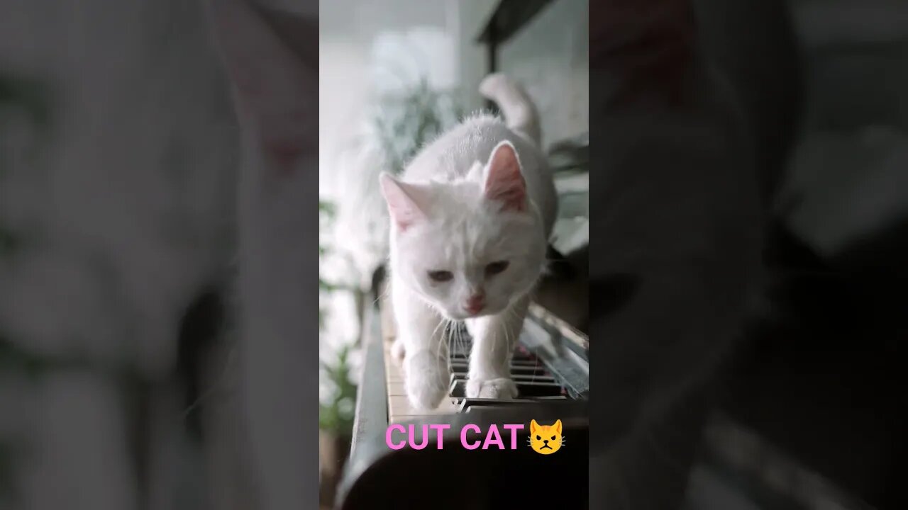 CAT VIDEO |#Cate video