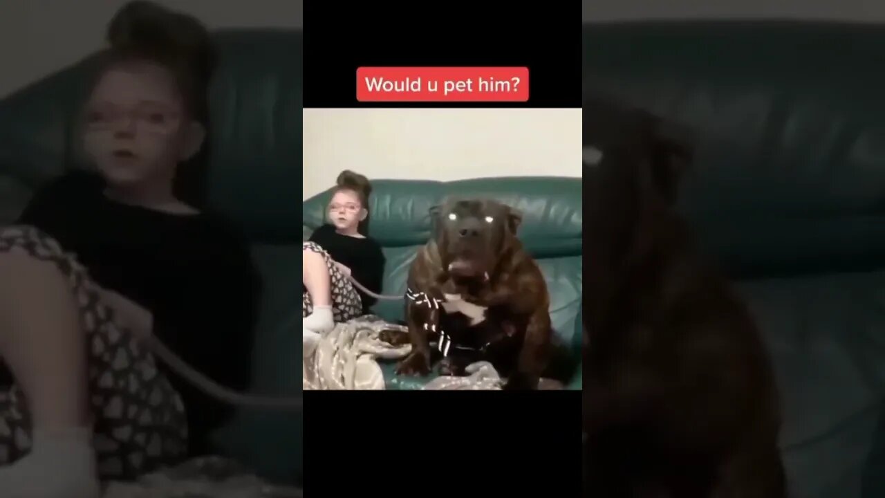 would you pet him? #shorts #dog #memes #viral #unexpected #youtube #youtubeshorts #animals #kitten