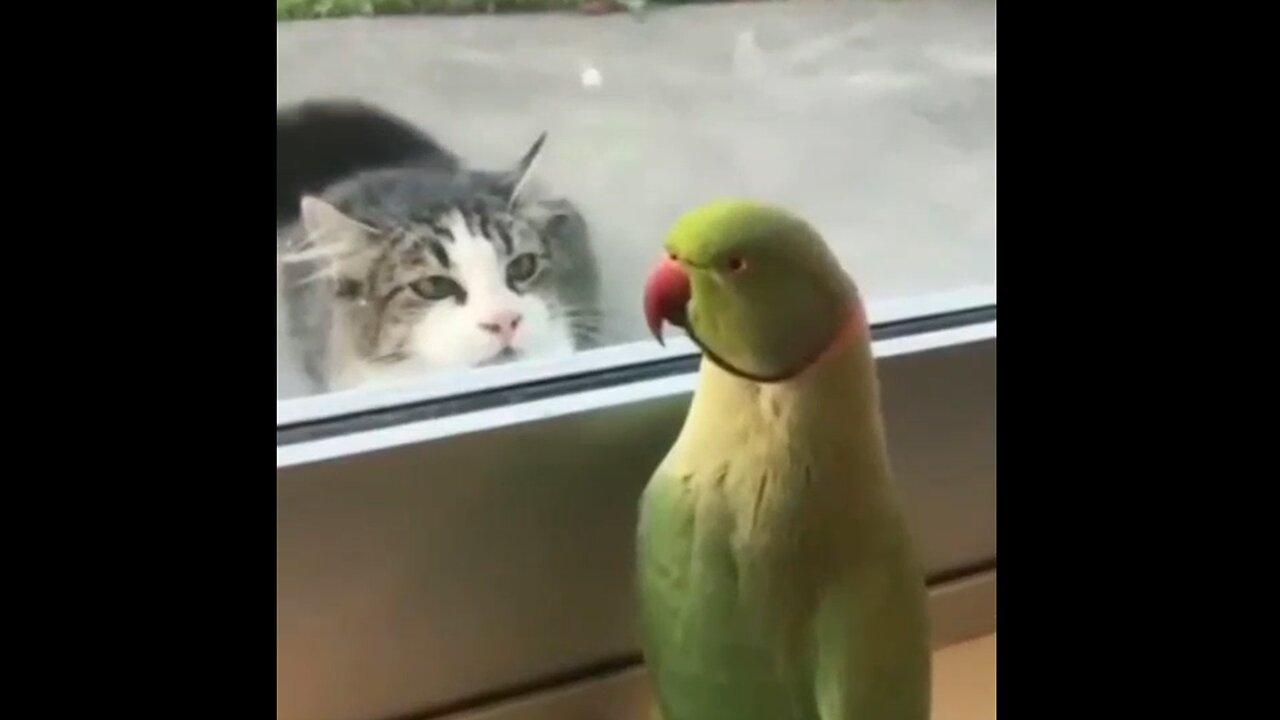 Parrots & Cats Compilation