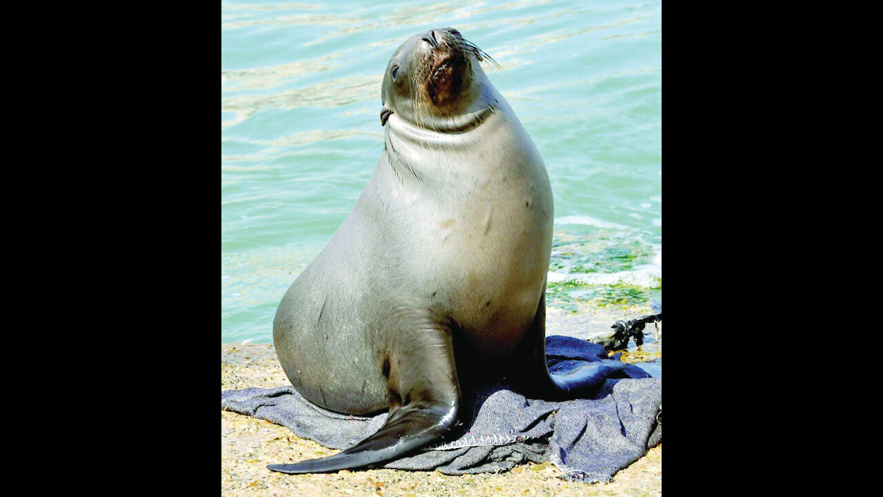 Video of a beautiful seal and the best sea