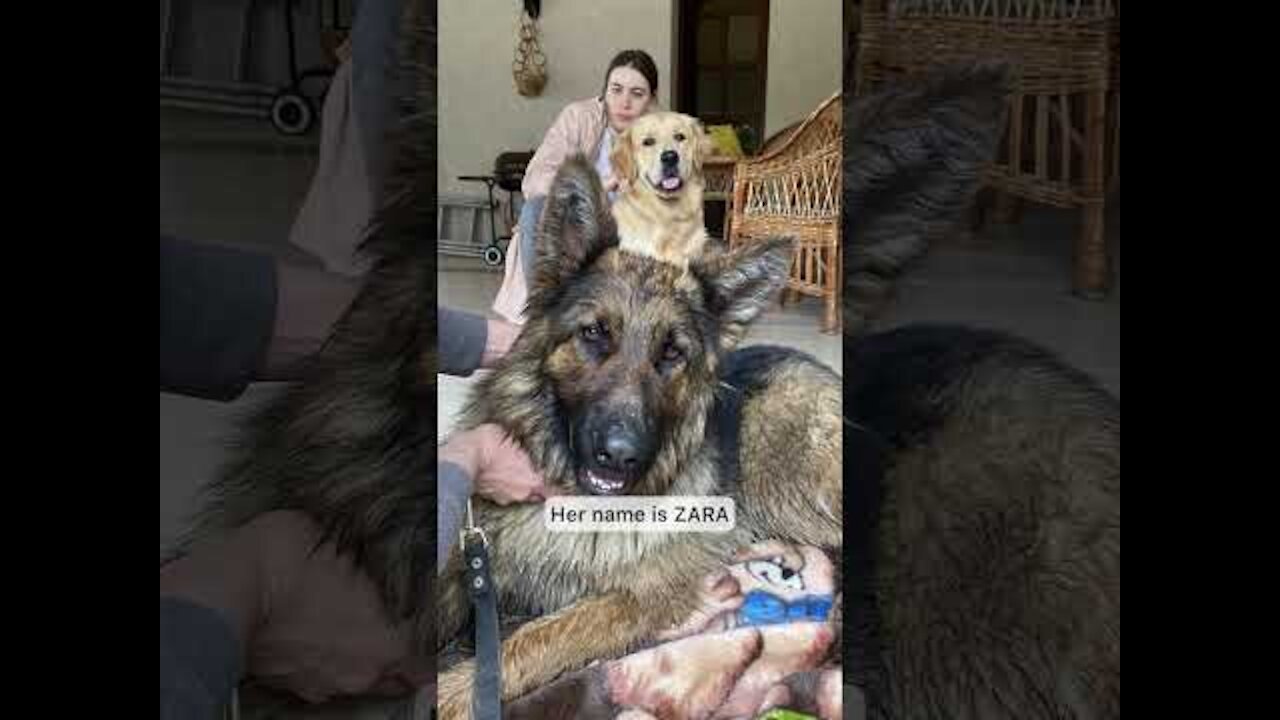 How My Dog Saved a German Shepherd