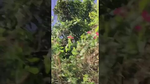 Chopping tree with cutlass