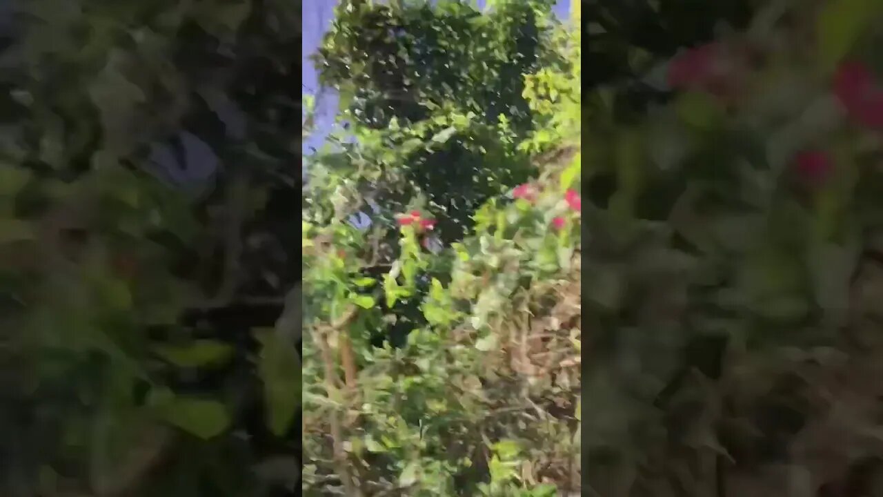 Chopping tree with cutlass