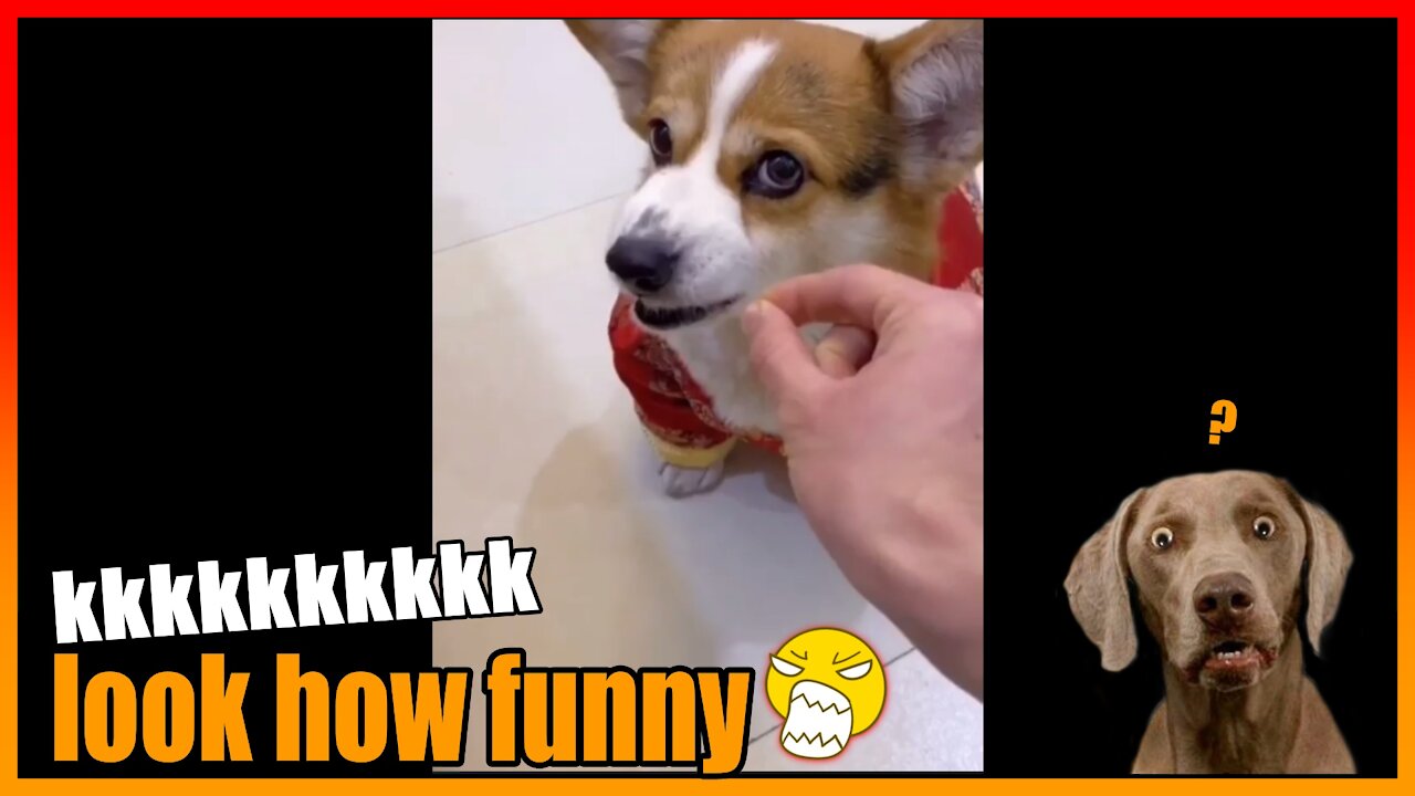 Funny video - dog boat with owner