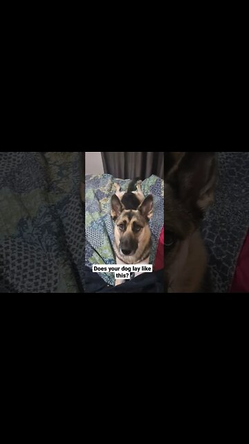 Maple Is Just a Baby #shorts