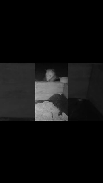 Mr.Possum 🐀 searching for food🥣 #cute #funny #animal #nature #wildlife #trailcam #farm #homestead