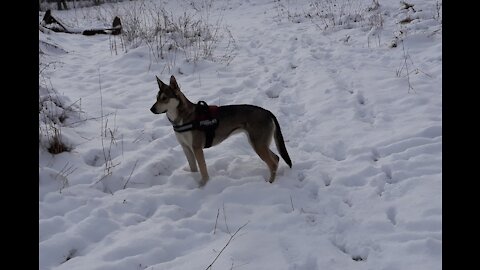 Czechoslovakian Wolfdog Mix + Golden Retriever = Puppies..They broke down the fence and went roaming