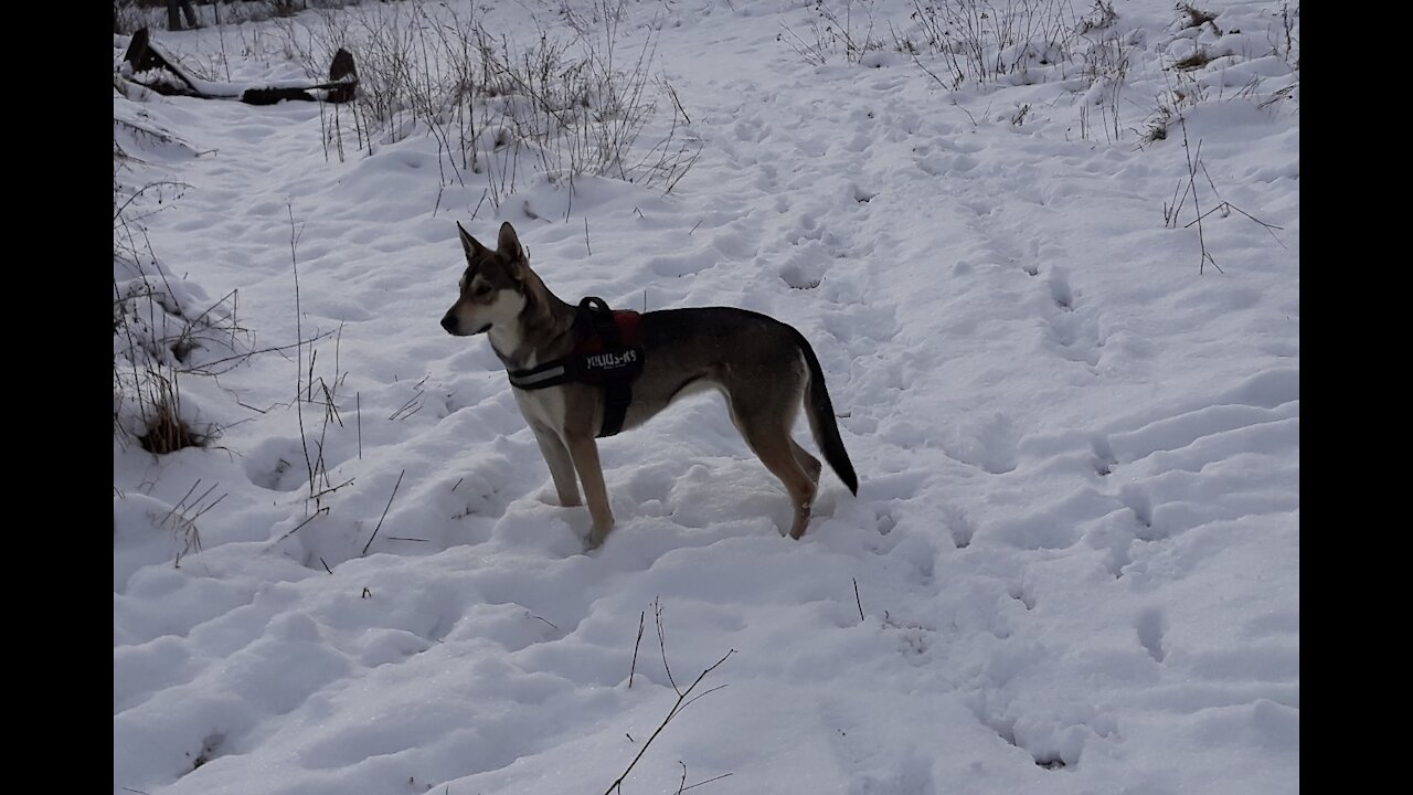 Czechoslovakian Wolfdog Mix + Golden Retriever = Puppies..They broke down the fence and went roaming