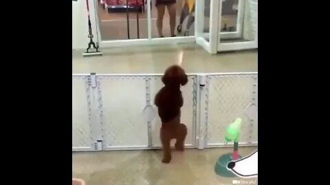 Salsa Dog Knows #shorts