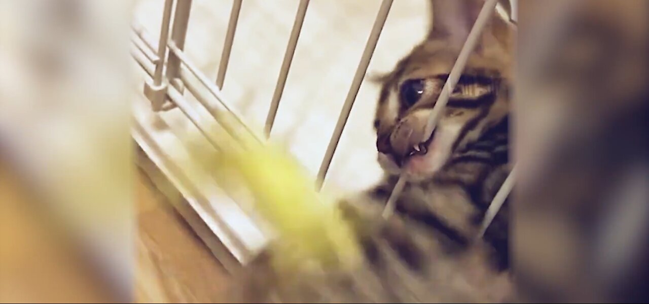 Beat the tiger up the mountain