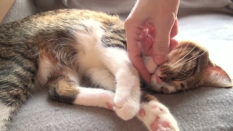Lazy Kitty Gets Tickles