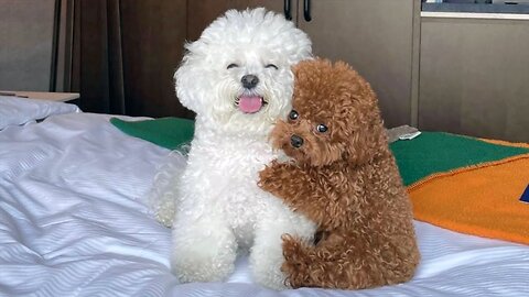 Hilarious Animal Moments 2023 😹 Challenge Resist Laughter with Funny Dogs and Cats