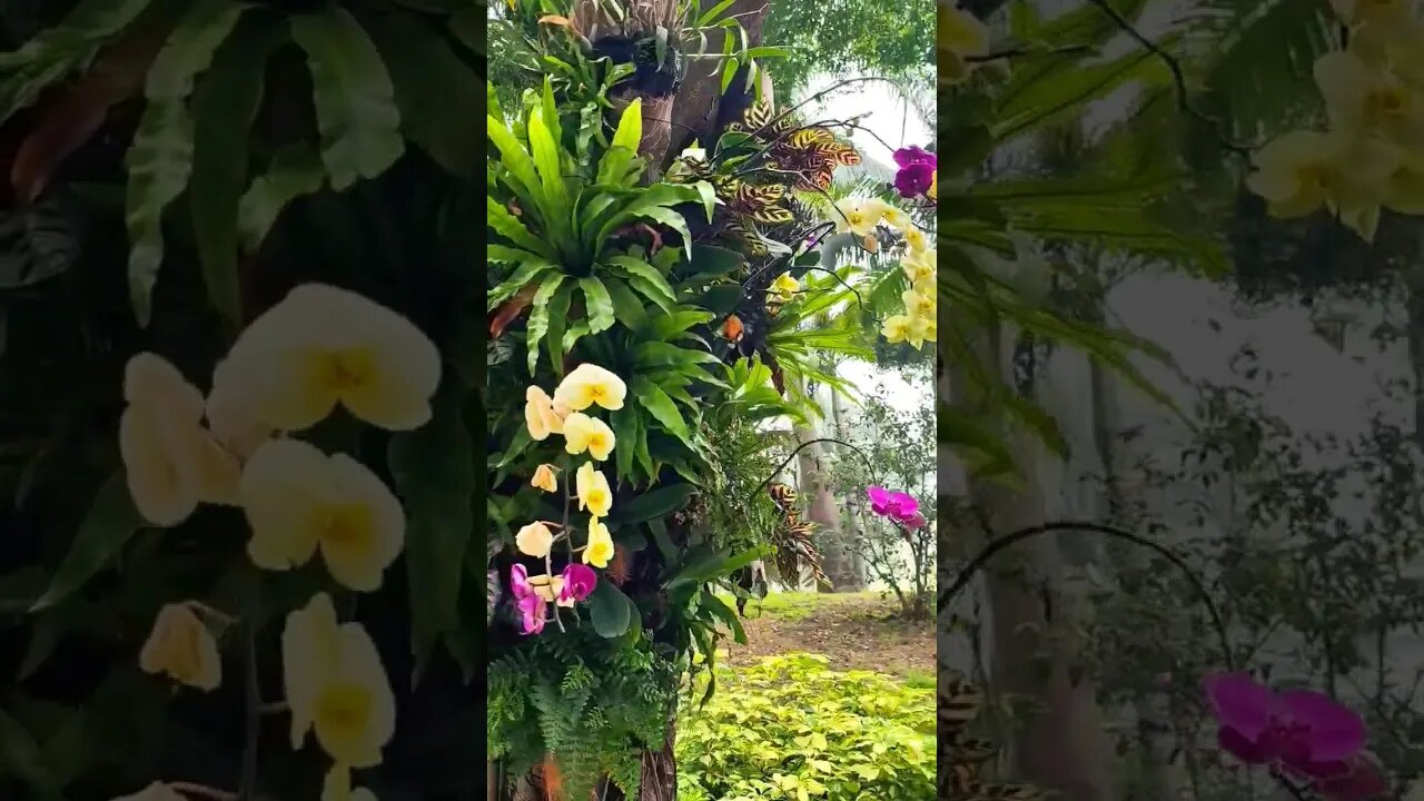 Beautiful Flowers Planted on a Tree #shorts