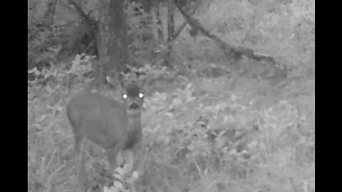 Fawn Sounds
