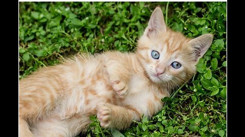 Cute kitty Play and run and running