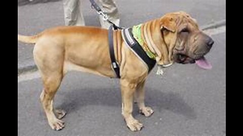 Train your dog to get forceful