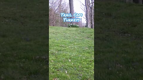 Trail Cam Turkeys #shorts, #prepperboss, #turkeys