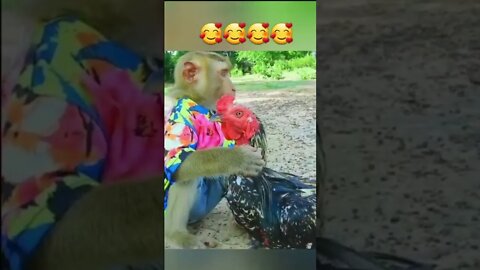 Funny Monkey and Hen #funnyvideo #shorts