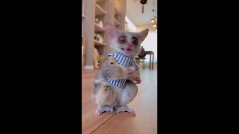 Funny Animal / Birds Video. #funny #animal #birds #funnyvideo