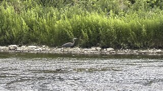 Great Blue Heron the other fish Sniper