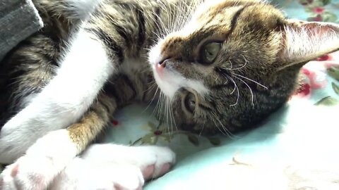 Purring Cat Wants Me to Tickle His Belly