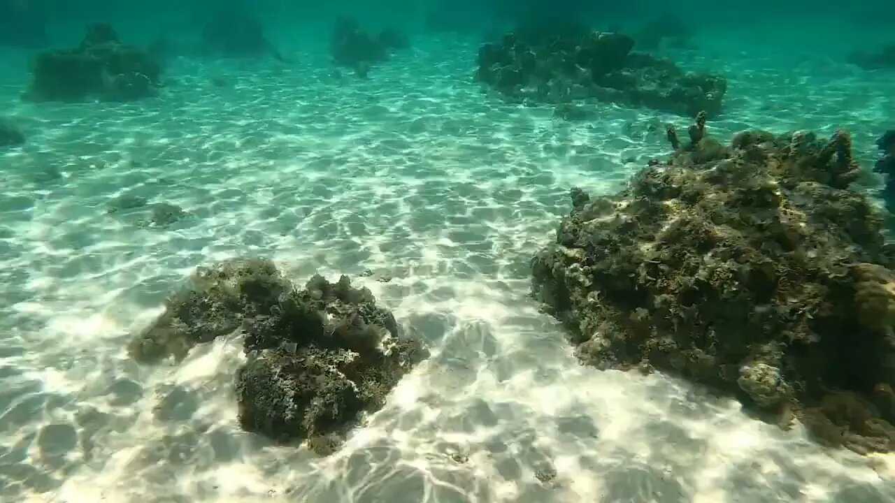 Dana Snorkeling in Moorea, 27-Sep-2022-3