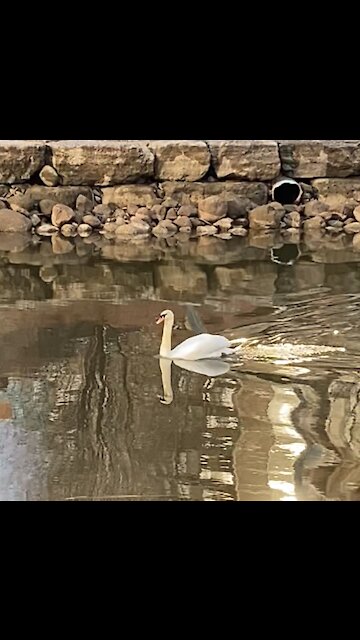 Swan swimming leisurely