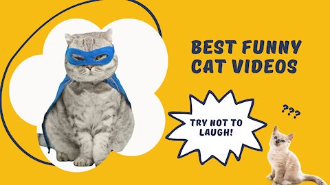 Funniest Pat Animals (Cats) - Best Of The 2021-22|| Funny Animal Videos