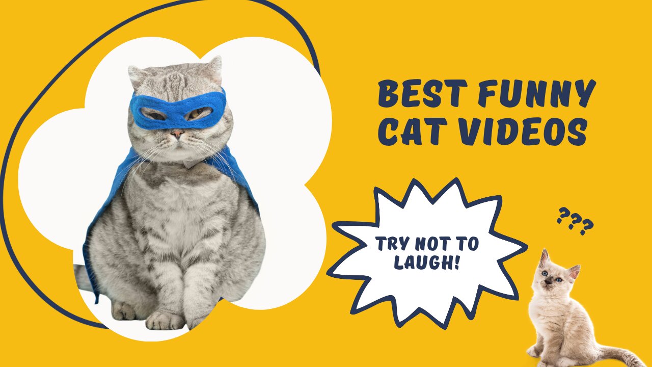 Funniest Pat Animals (Cats) - Best Of The 2021-22|| Funny Animal Videos