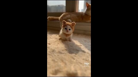 beautiful cute 🥰 cat baby 😻 ..