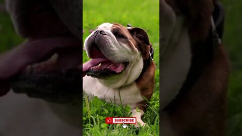 Sweet English bulldog, Funny cute pets lovers, #Shorts
