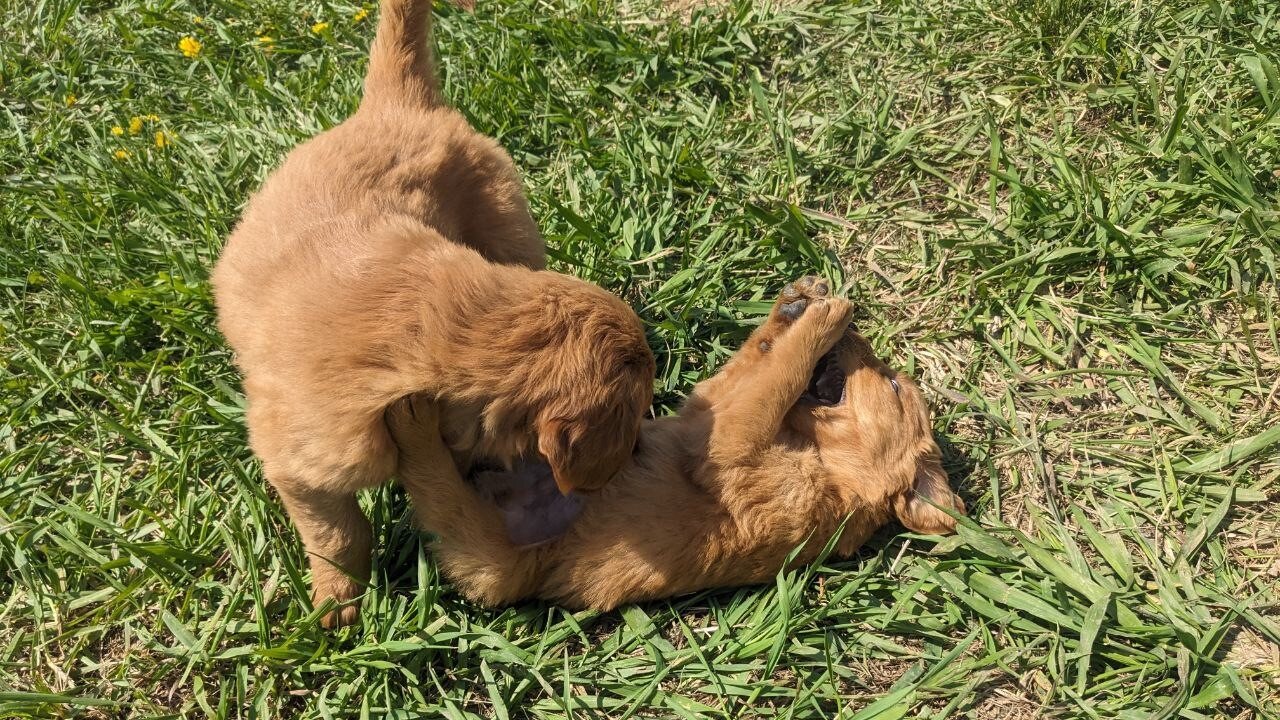 Golden Retriever Puppies