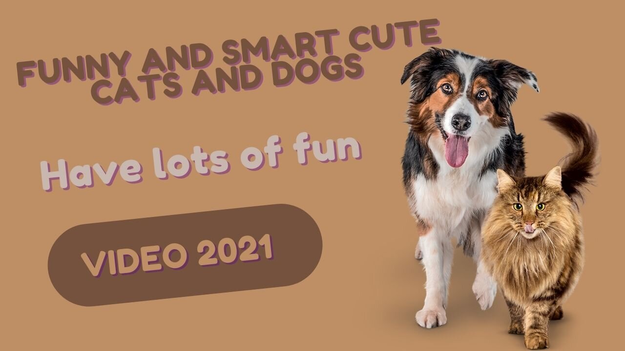 FUNNY and SMART Cute CATS and DOGS Have lots of fun VIDEO 2021