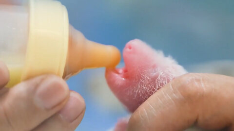 Twin Pandas Born To 19-Year-Old Mom In Hong Kong: 'A Huge Joy'