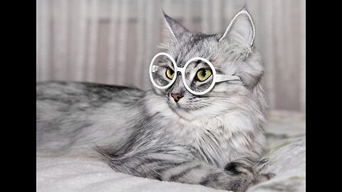 Animals are funny (Part5)
