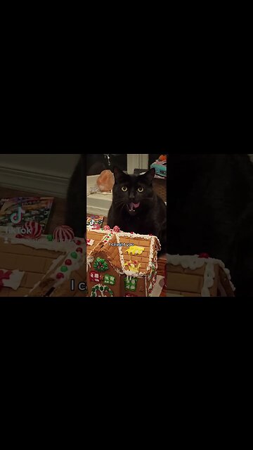 Gingerbread House Licked By Cat! #MegaFails #Shorts
